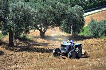 Agricoltura: aperta misura ‘Generazione Terra’ di Ismea, 120 milioni a giovani per acquisto terreni
