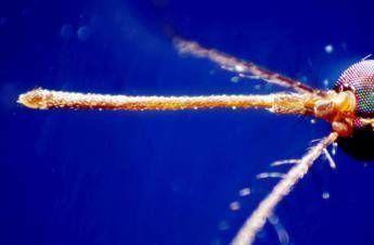 Dengue, un caso ad Arezzo: scatta la disinfestazione