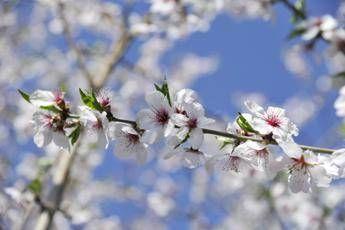 Ribaltone meteo, a Pasqua e Pasquetta arriva la primavera