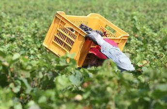 Tragedia nei campi, bracciante 29enne si impicca a Torretta Antonacci